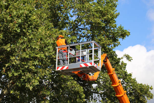 How Our Tree Care Process Works  in Edinburg, IL